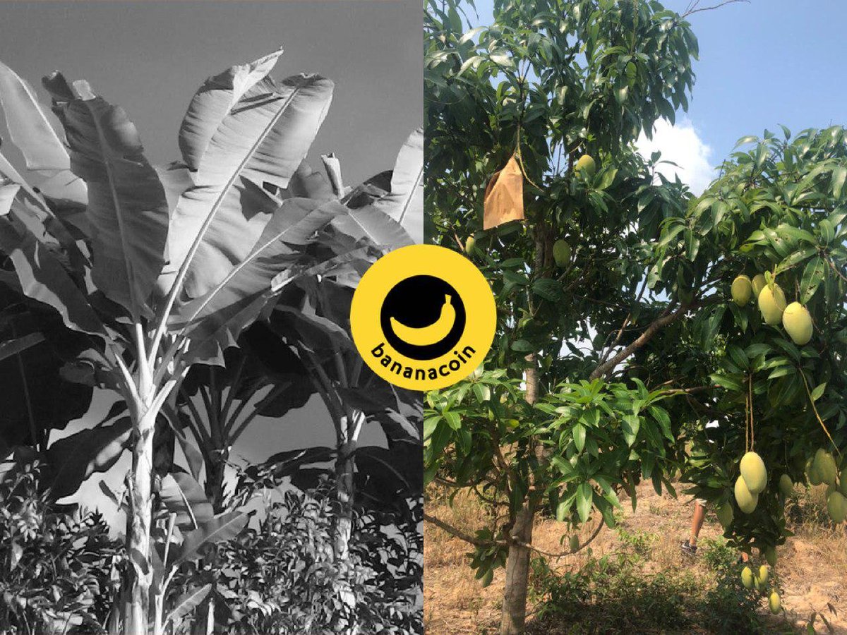 Bananacoin tweet media