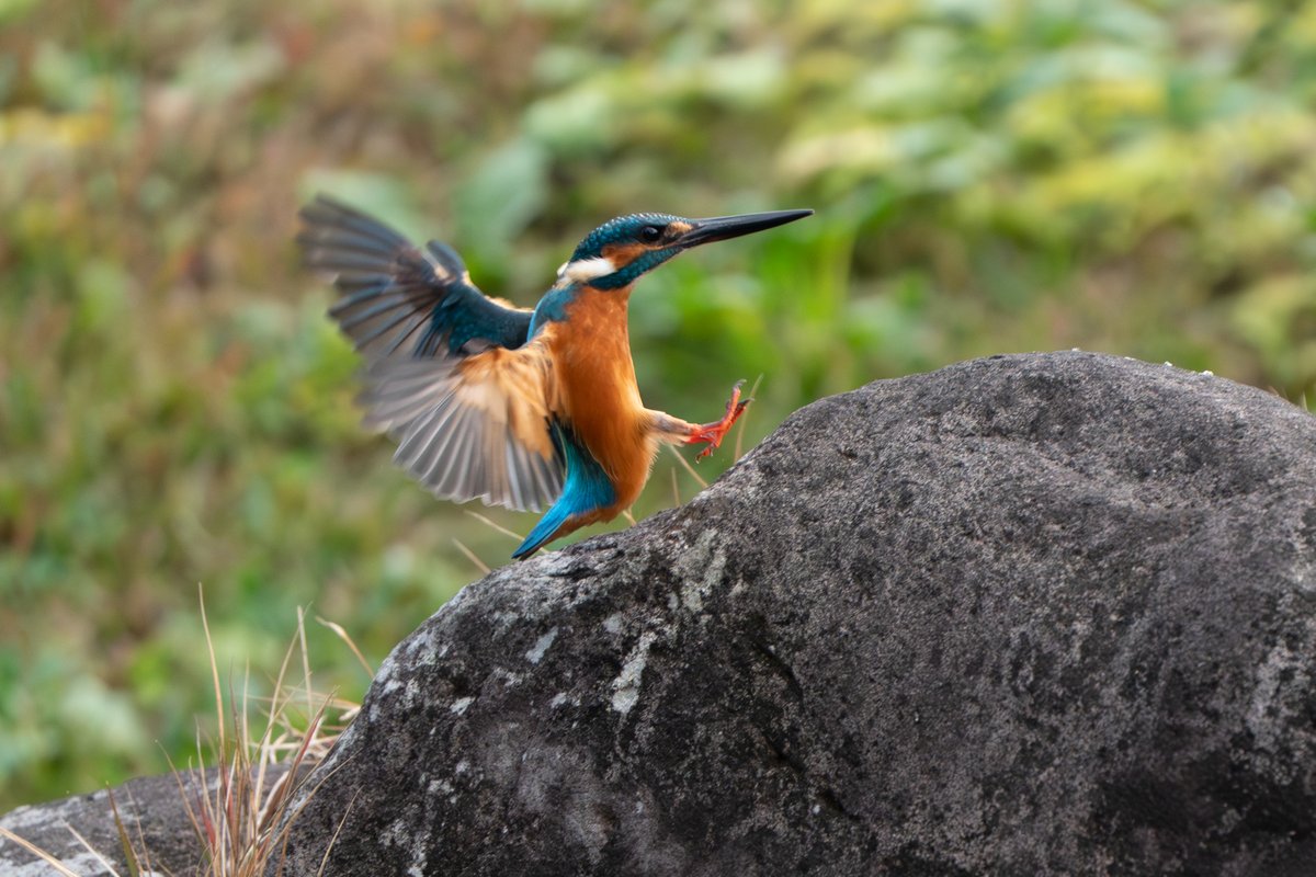 【今日のカワセミ】2026.04.13
おはようございます。
素敵な1日になりますように！ 
Good morning. Have a nice day.  
#カワセミ 
#kingfisher