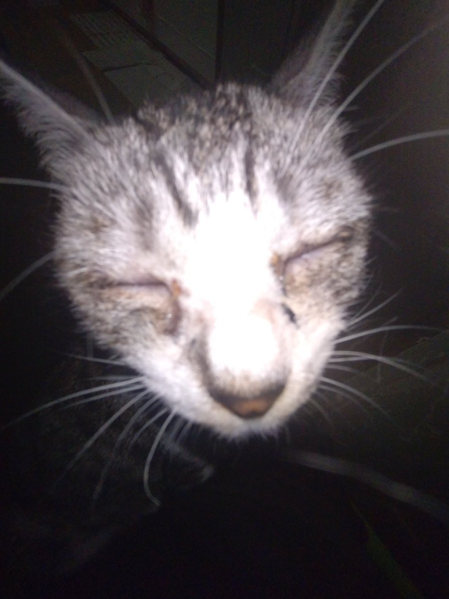 ミサワ（猫大好きの透析患者） tweet media