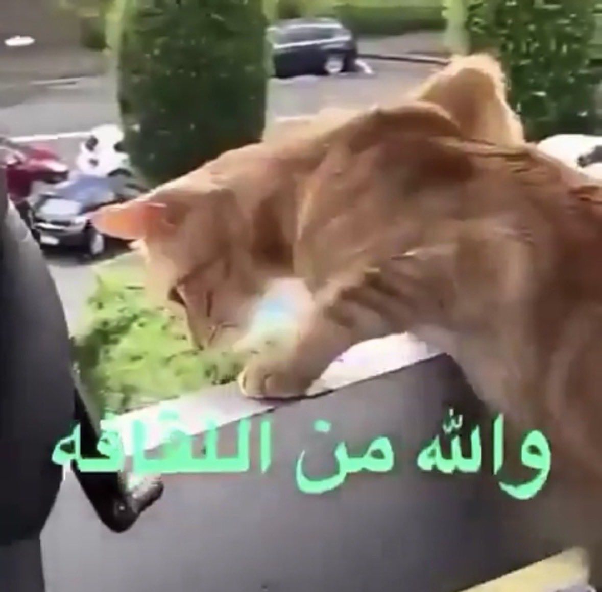 🤙🏻 tweet media