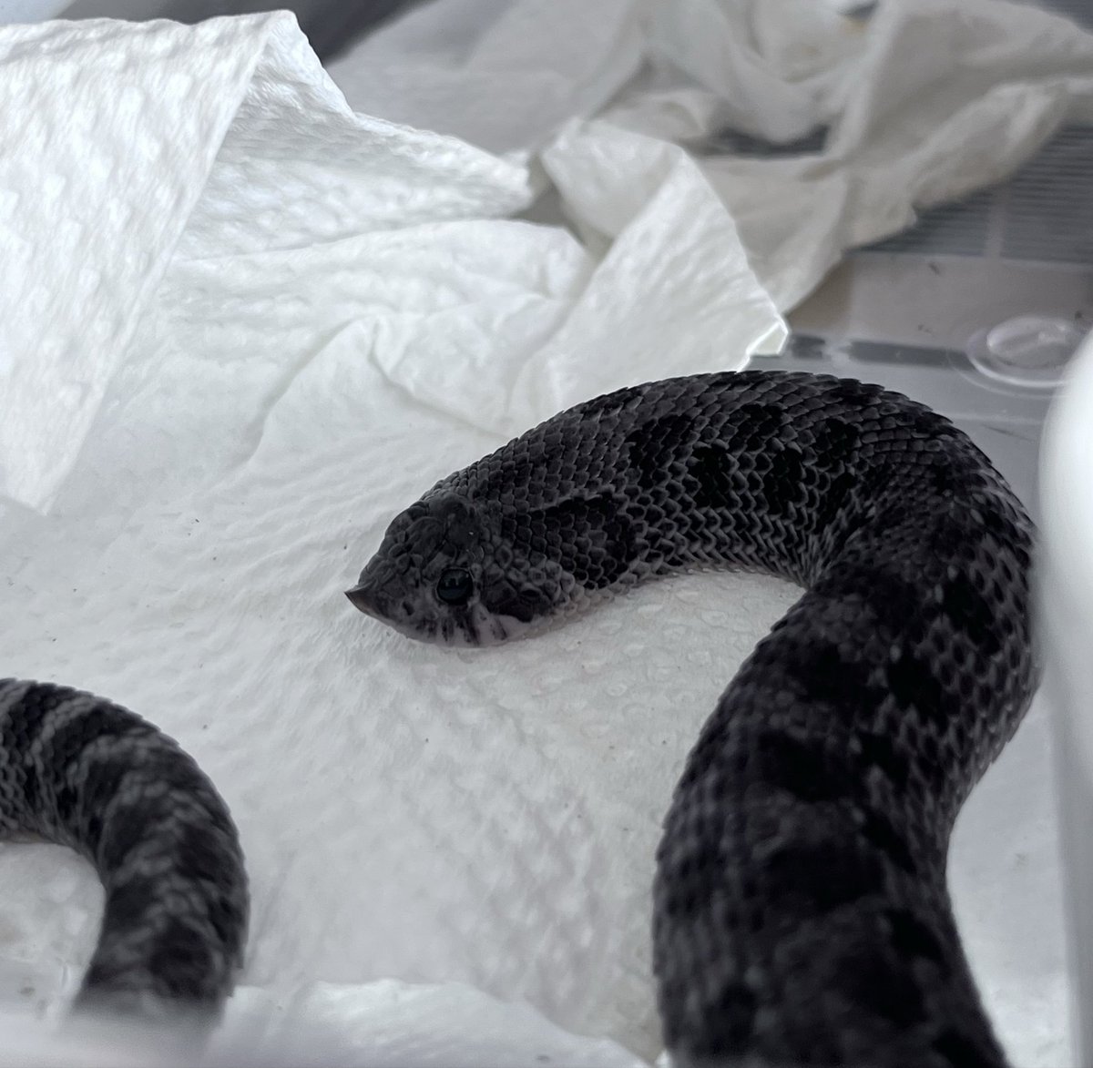 シシ•バナ tweet media