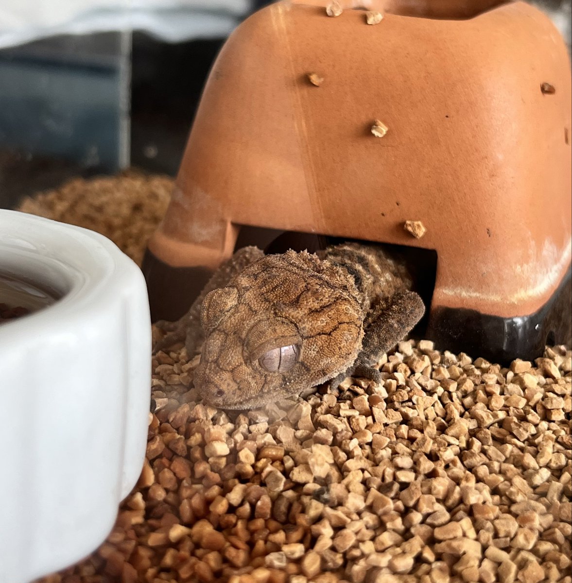 シシ•バナ tweet media