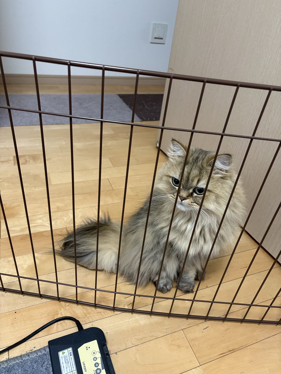 ガンプライナ tweet media