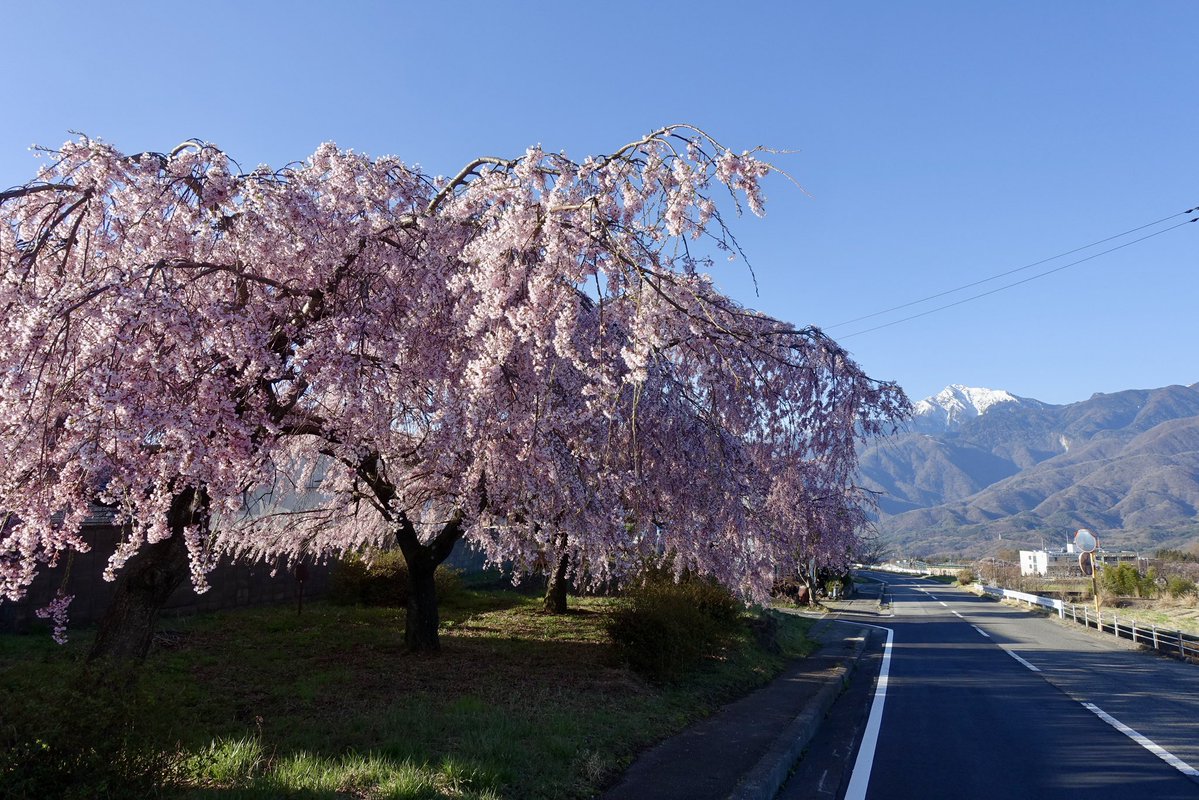 20260413の天気＠八ヶ岳：青空に薄い雲が伸びています。北杜市三分一湧水付近の6:45現在の気温は9℃。小淵沢駅近くのシダレザクラ、先週は写真の通り南アルプスを背景にして満開でしたが、今朝は既に葉桜。1週経つと風景が変わります。#天気 #八ヶ岳 #富士山 #南アルプス #奥秩父