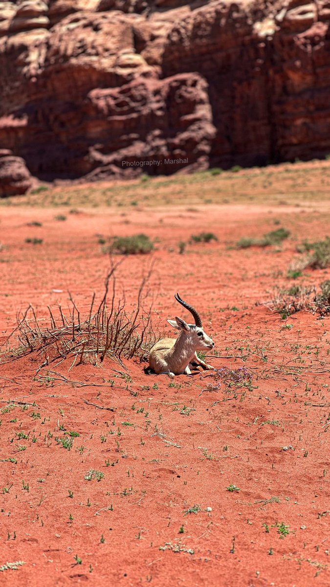 ˼ مارشال ✮ M.rshal ˹ tweet media