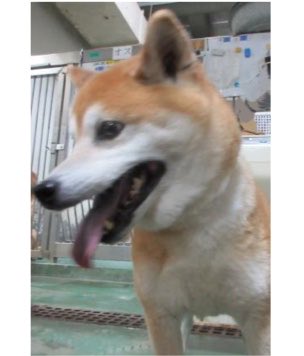 🆘緊急🆘#収容犬
公表期限4/13(月)
4/2(木)#茨城県 #古河市 #大堤
#茶♂#雑種犬
📲茨城県動物指導センター🙇🏻‍♂️
#迷い犬 #迷子犬 #保護犬 #ミックス犬 #犬 #イヌ #いぬ #茶白 #野木町 #小山市 #藤岡町 #栃木県 #加須市 #久喜市 #埼玉県 #五霞町 #境町 #栗橋 #古河 #まくらがの里こが #道の駅かぞわたらせ