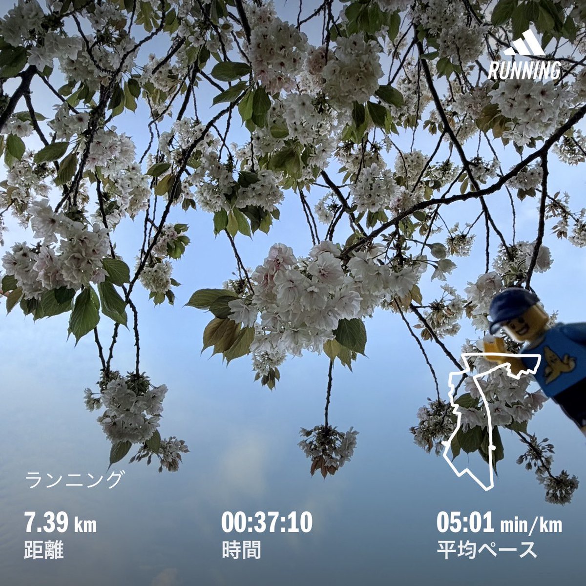 19yataman's tweet image. 🌤️おはようございます🌞
🌸白い桜も咲いていくぅ〜😆🙌
今日も張り切って いきましょう‼️👍
357km/1200km
#ランニング
#running
#朝活
#年間目標1200km
#LEGO