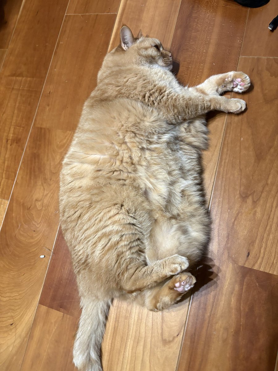 すずつむふう【我が家の可愛い猫’s】 tweet media