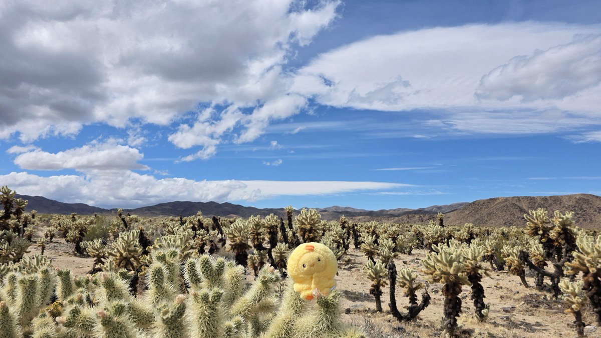 노랑나비 tweet media