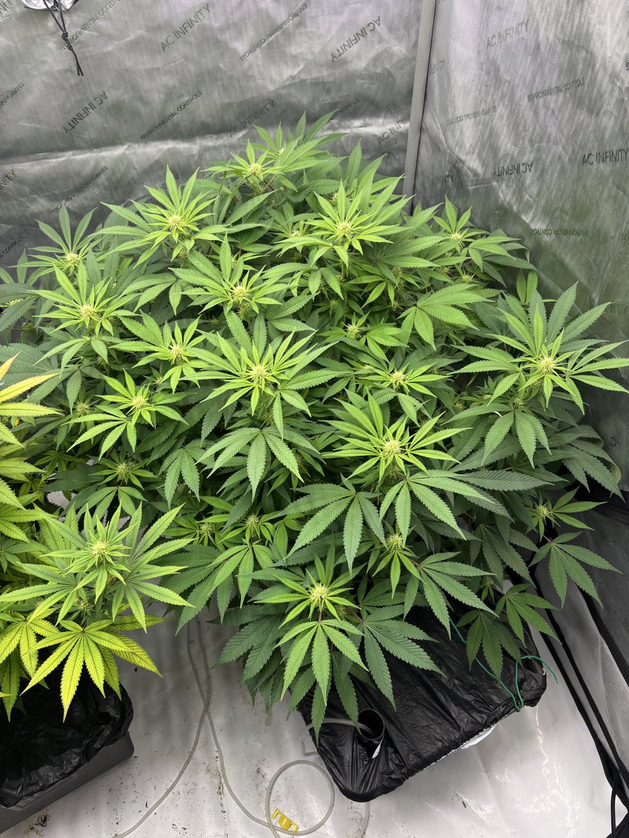 Human Being 👾 tweet media