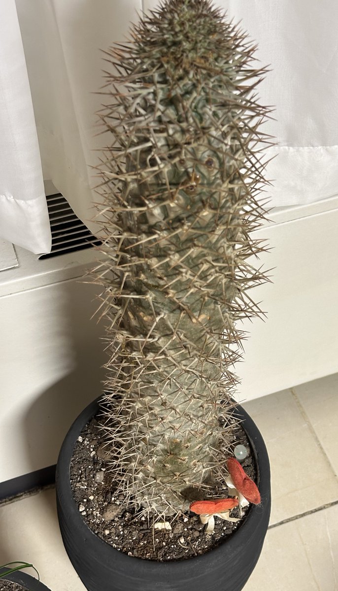 چشم عسلی tweet media