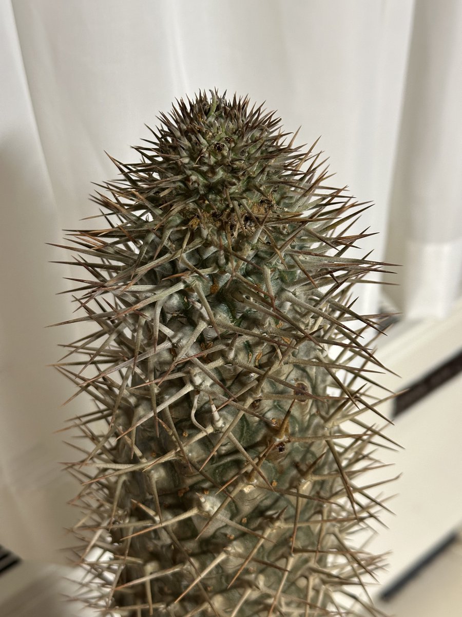 چشم عسلی tweet media