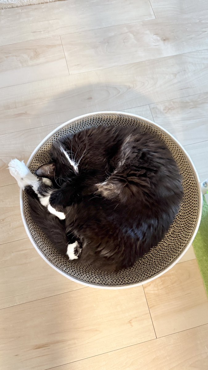 nero_whip's tweet image. この時間はご飯食べて朝寝のにゃんず
二人で団子になって寝てる姿見たいのに別々のとこで寝るんよなぁ…

#ラグドール #ragdoll #タキシード #tuxedocat #保護猫 #猫がいる暮らし #猫好きさんと繋がりたい #ネコ #cat