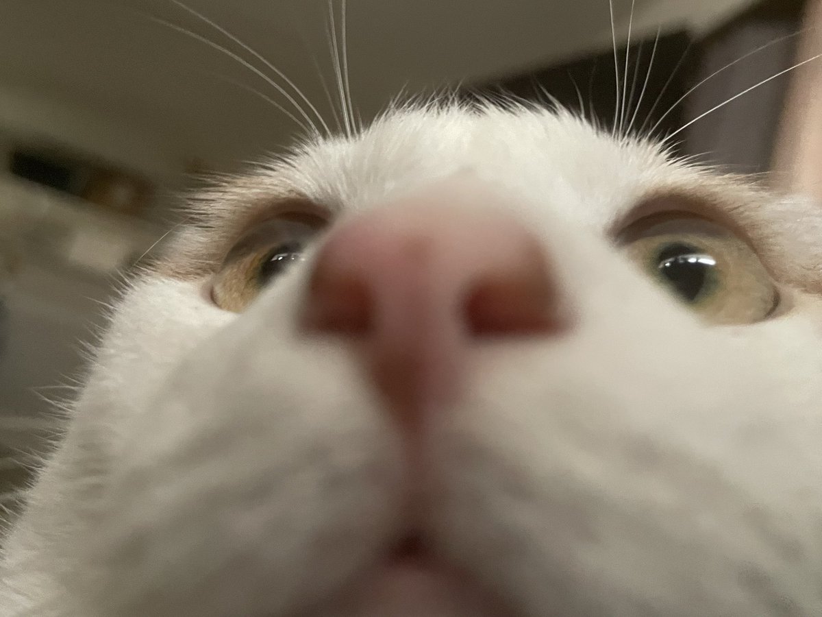 ISeeArtInU's tweet photo. My cat https://t.co/w14DefUtHV