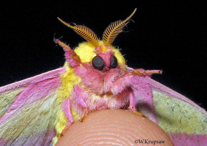 CloeCloco's tweet image. Competição: Metamorfose Verdejante🌿

Visual inspirado na Rosy Maple Moth 
 
Nick: Cloe!
#HabbletInsetos @MeuHabblet