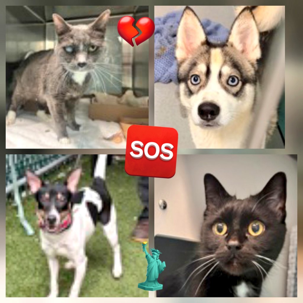 MeowMiya88's tweet image. 📢🇺🇸🗽Please RT🚨 
31 #NYC #cats #dogs need to be rescued by 12pm Tues April 14⏳️ 
🆘️EUTH AT RISK BECAUSE ABANDONED🆘️ 
Adoption/Foster/Transport inquiries📲 
Adopt@nycacc.org MLD1nycdogs@gmail.com Nycurgentcats@gmail.com Info@amsterdog.org 
newhope.shelterbuddy.com/Animal/List?pa…