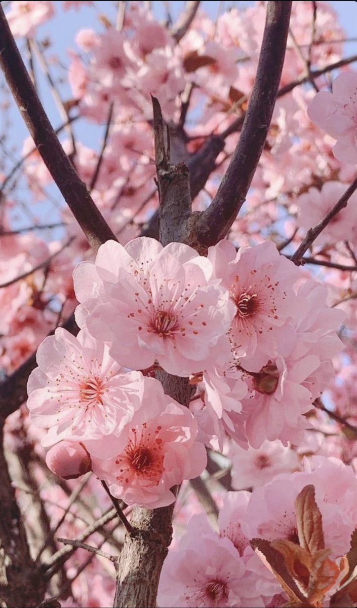 mshafqat72's tweet image. Soft pink cherry blossoms painting the world in fleeting beauty, reminding us that even the most delicate moments can leave the deepest impressions. 🌸✨

#CherryBlossom #PinkBloom #SpringVibes #NatureBeauty #SakuraSeason #BloomingMagic #FlowerLovers #PeacefulMoments