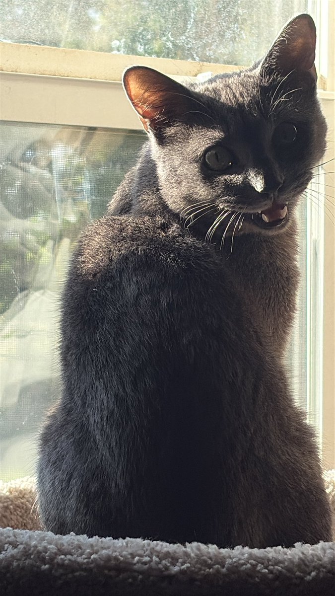 heavyn 🦜🔞🔜 fwa tweet media