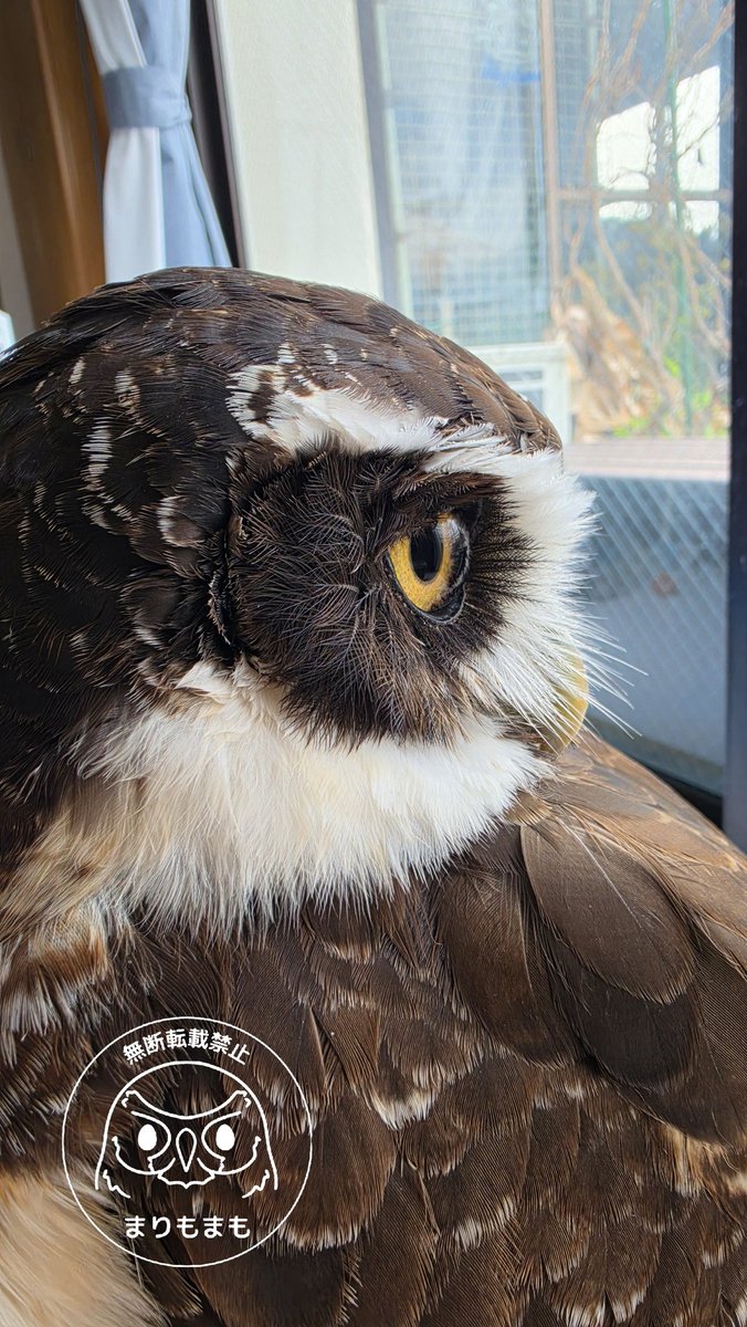 🦉おそとみないとね～