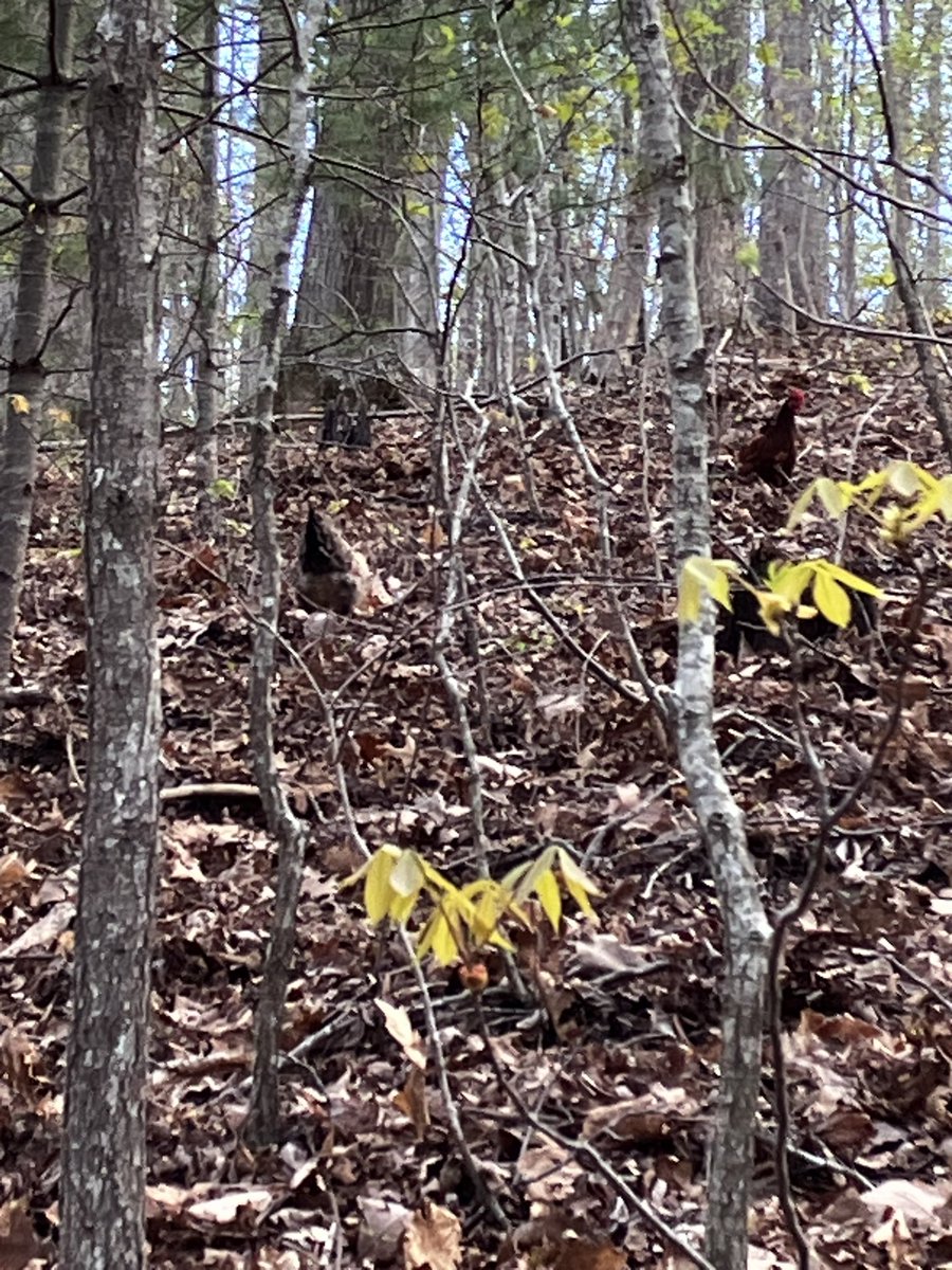 ♡futuristic spider !☆ / 4 anyone @artfulswidow tweet media