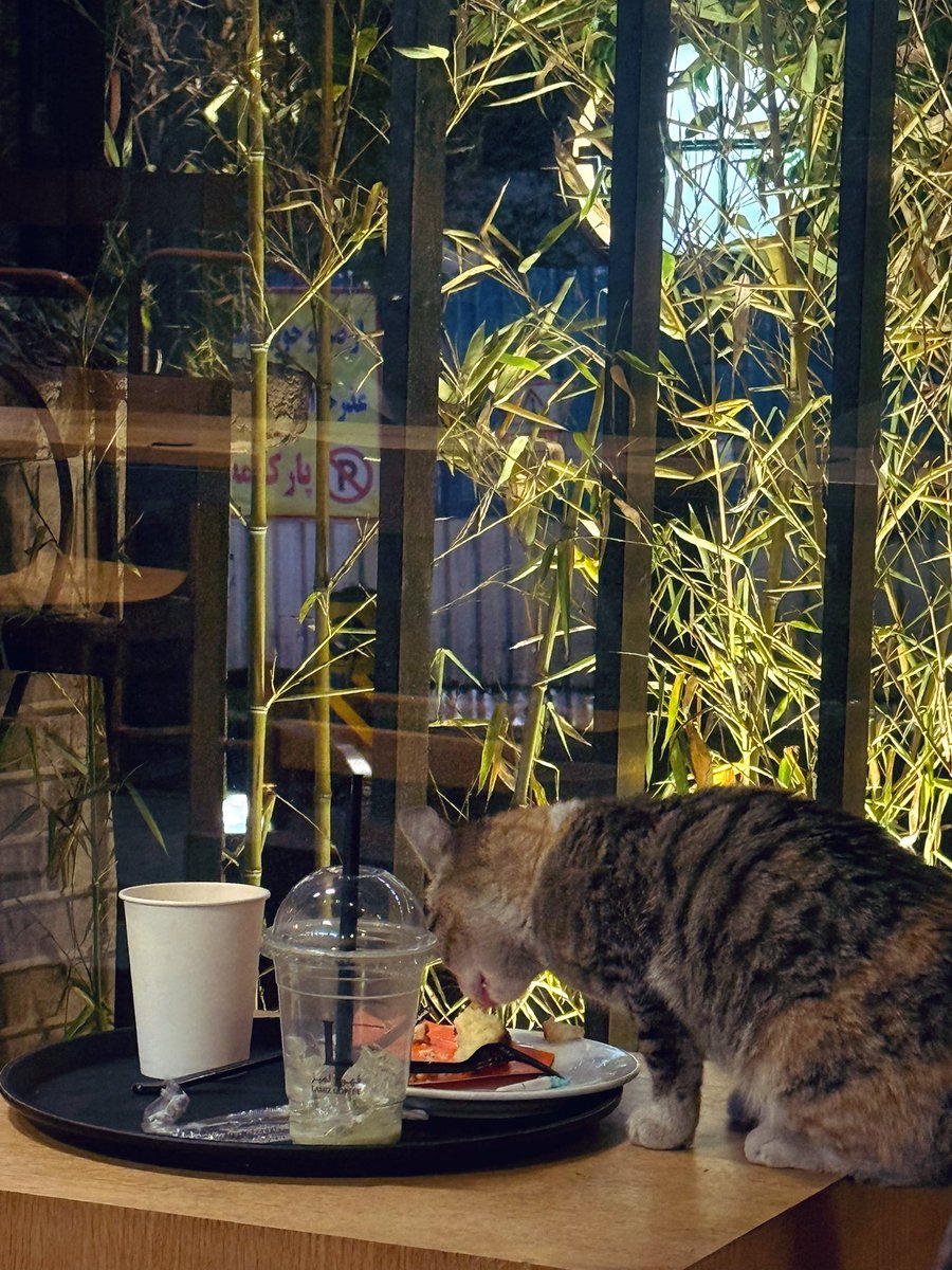 MahtaMahtampv's tweet photo. چیزمیوکیک دوست دارم خب …. https://t.co/CZKRL1weoI