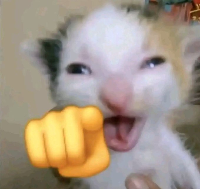 Cat Scaletta tweet media