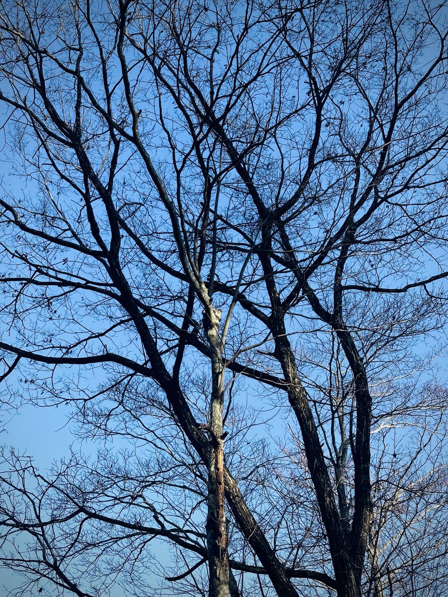 DaSoda23's tweet photo. Trees 2026apr12
#photo #japan https://t.co/NCiLdPIZwM