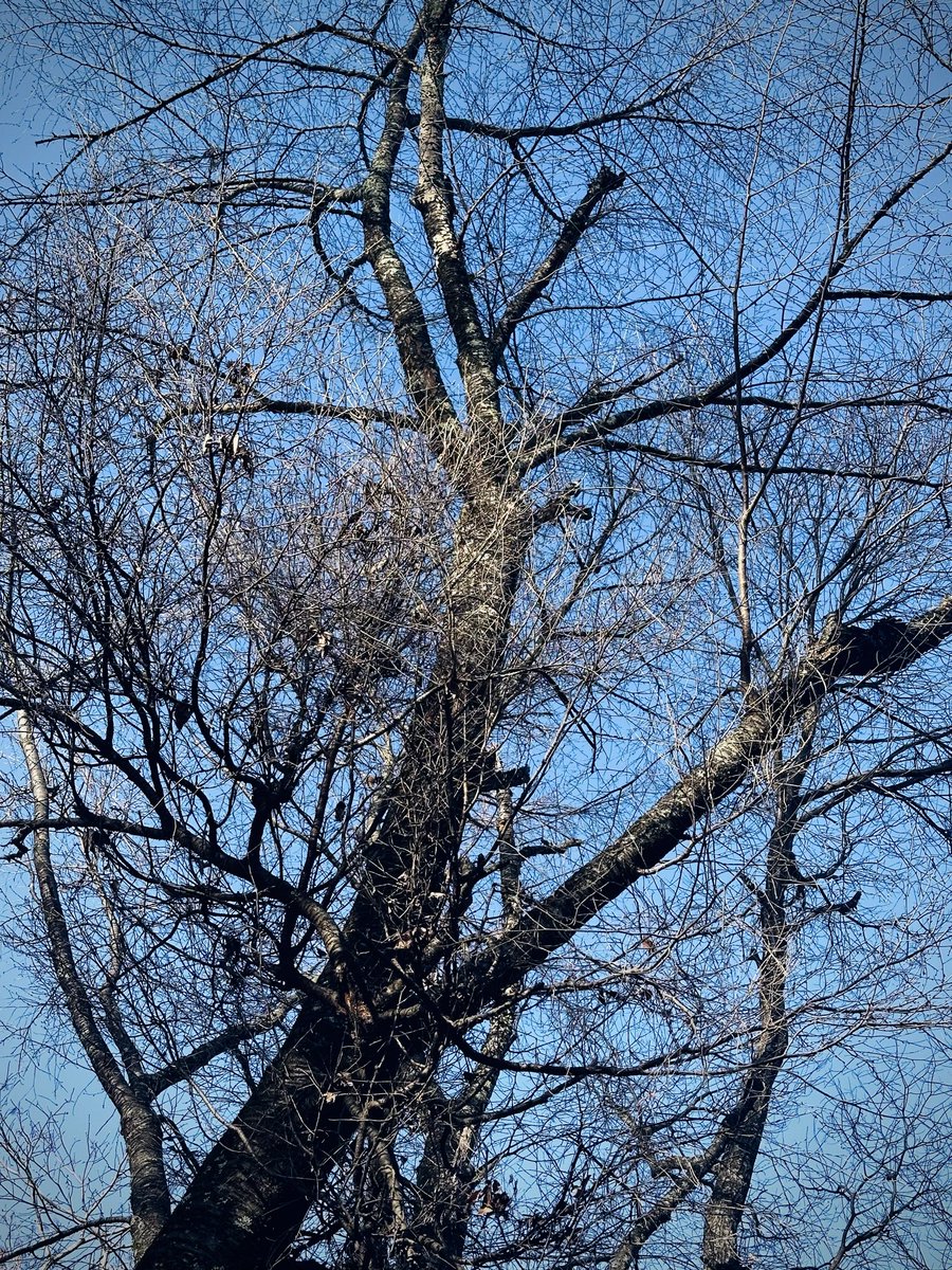 DaSoda23's tweet photo. Trees 2026apr12
#photo #japan https://t.co/NCiLdPIZwM