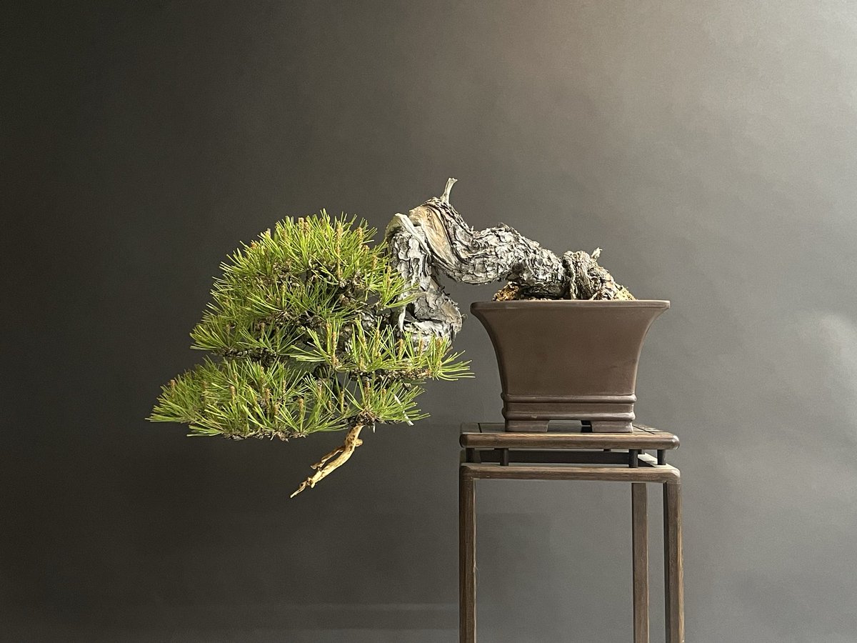 bonsai_toshi's tweet image. before after
#bonsai #盆栽 #redpine #Takamatsu # art