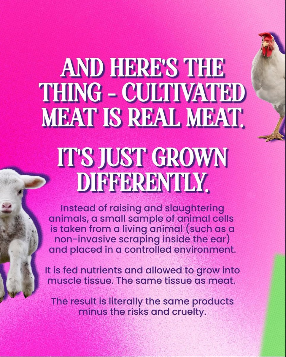 animaljusticeAU's tweet photo. #Animals #VicPol #SpringSt #AusPol #Australia #Victoria #CultivatedMeat #LabGrownMeat #GoVegan #Food #Cooking #Recipes #AnimalAg #Livestock #ClimateAction #Science https://t.co/MNae7yCzXt