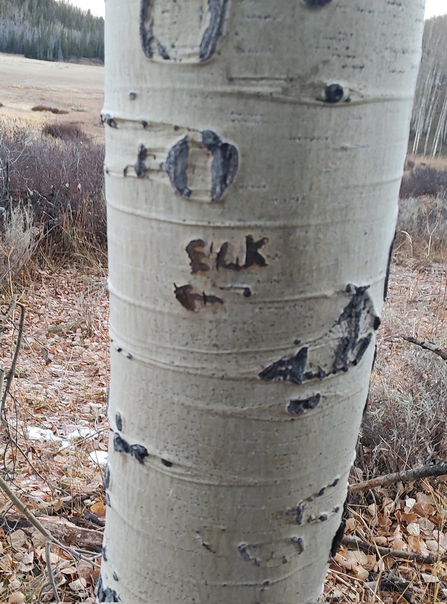 scibulka's tweet photo. @MeatEaterTV This tree lied. https://t.co/EPLlXNIC5S