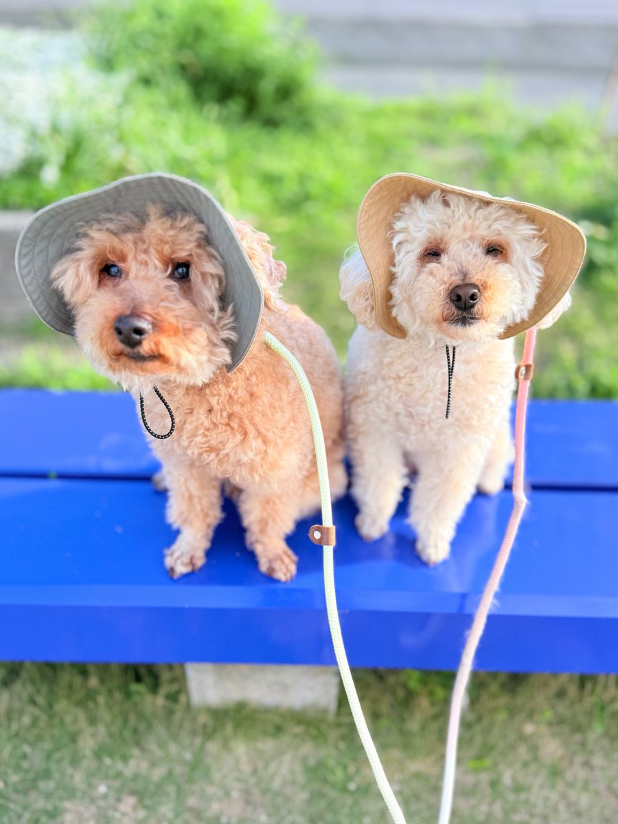 𝐇𝐚𝐯𝐞 𝐚 𝐧𝐢𝐜𝐞 𝐝𝐚𝐲☀️🐶🐶