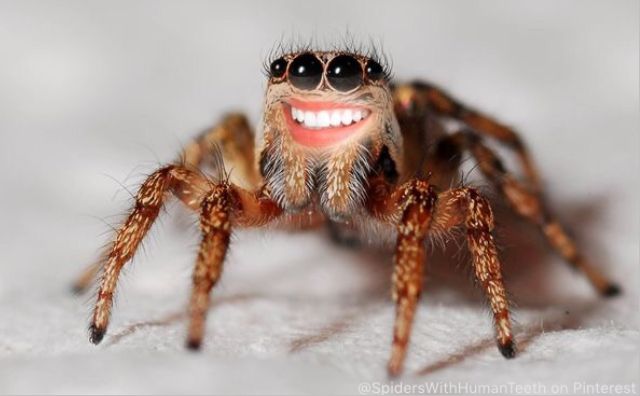 BunnieKat1962's tweet image. #Spider 
#Funny