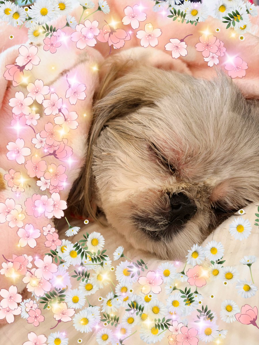 🌼🐶ぽぽたん🐶🌼しばらくお休みちまちゅ✨ tweet media