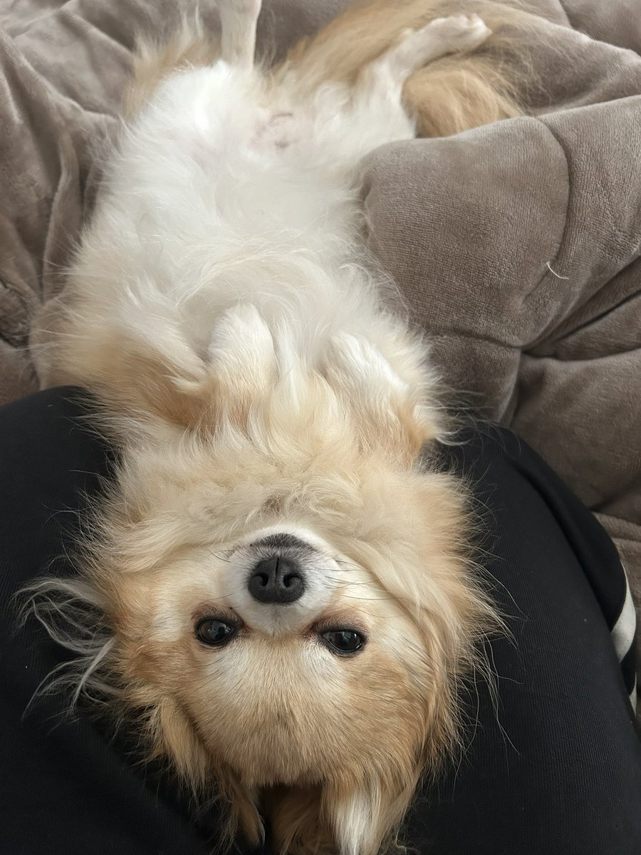 こはく tweet media