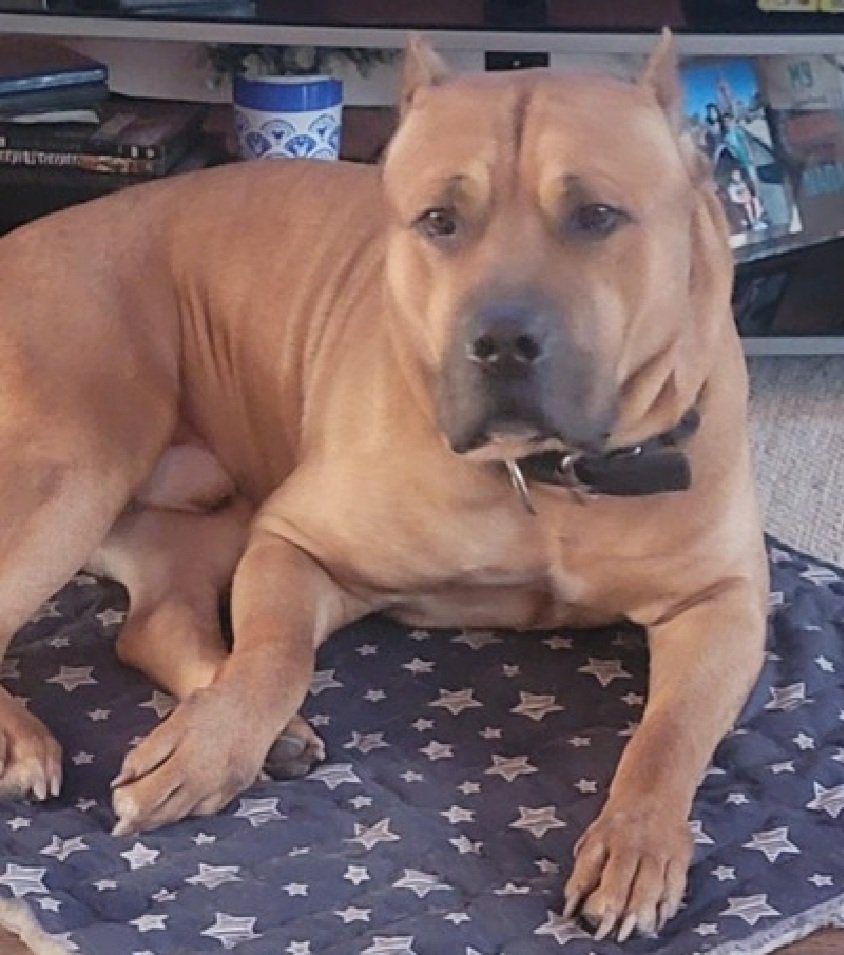 MorgFairsdogs's tweet image. Kovu 249573
Listed TBK 4/14
#NYCACC #RescueOnly 
He is a 98 lb, handsome 4 yr old
Active, sweet &amp;amp; playful with familiar people
Not faring well in care 
Highly fearful
Owner passed away 
Loves cheese
Needs exp stable home
Save Kovu!
nycacc.app/browse/249573
#Pledge4Rescue #foster