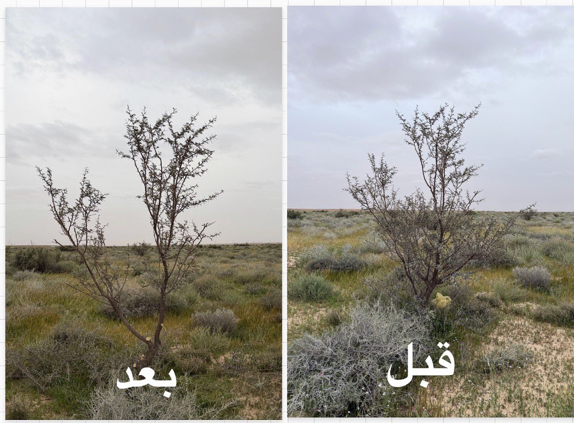 جمعية أصدقاء البيئة بالزلفي tweet media