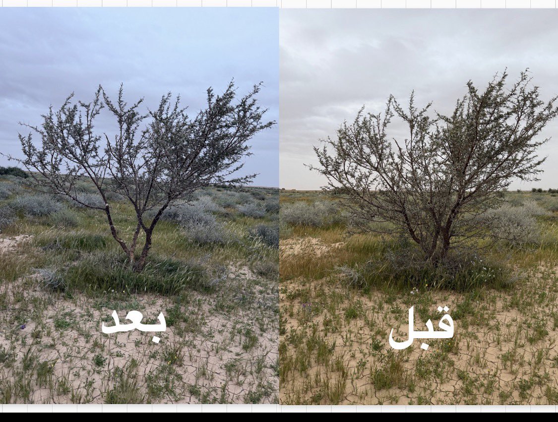 جمعية أصدقاء البيئة بالزلفي tweet media