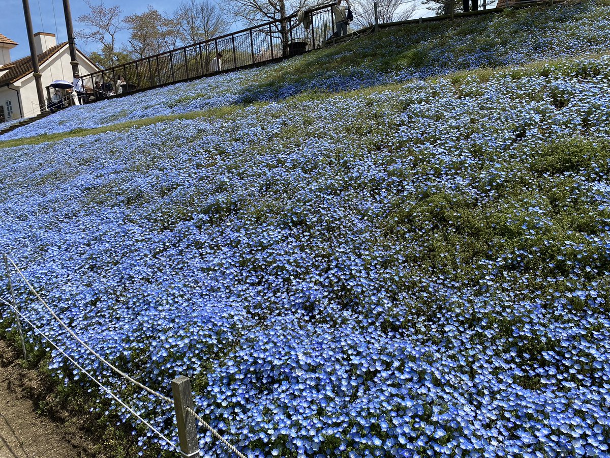 ヒラキ tweet media