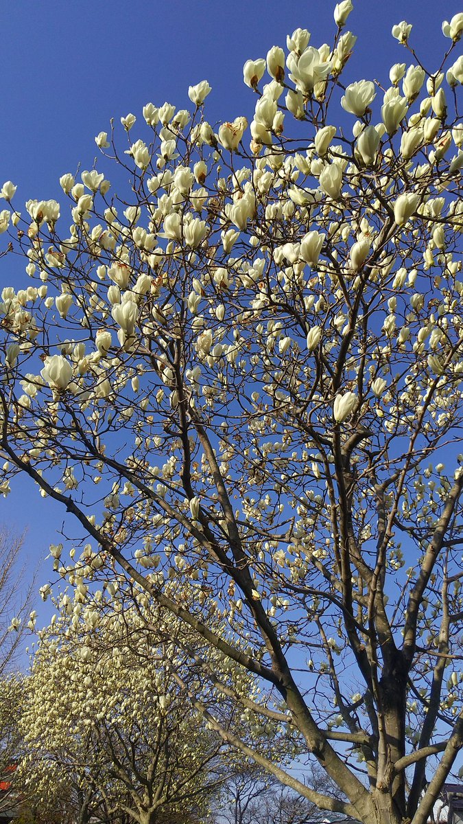 佐藤聖子 tweet media