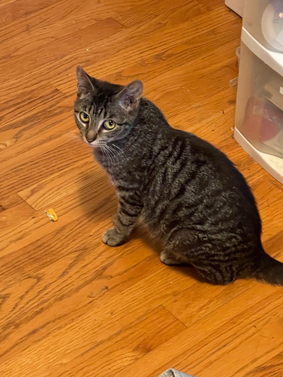 RappCats tweet media