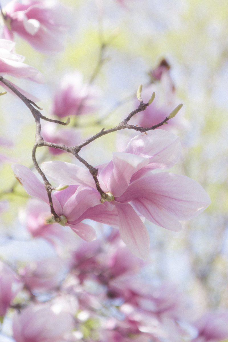 𝗦𝟮 tweet media