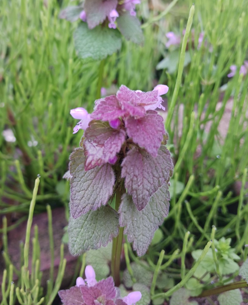 しんしゃ🔞 tweet media