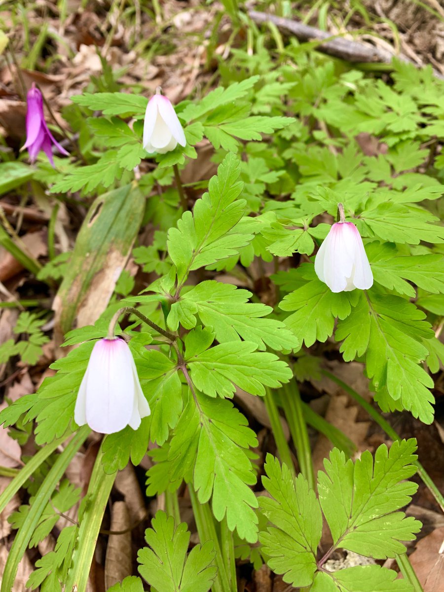 マルズ tweet media