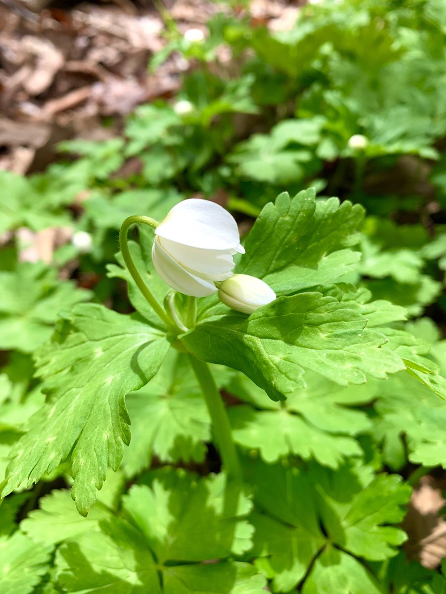 マルズ tweet media