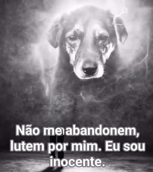 Lutem por Orelha. 💔🐕🐾
Que a dor vire justiça. ⚖️😢
#JustiçaPorOrelha