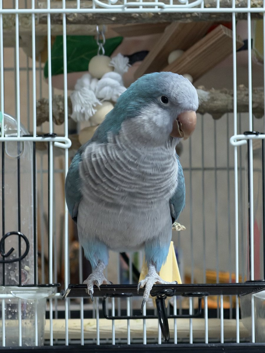 モリボーン 2フー tweet media