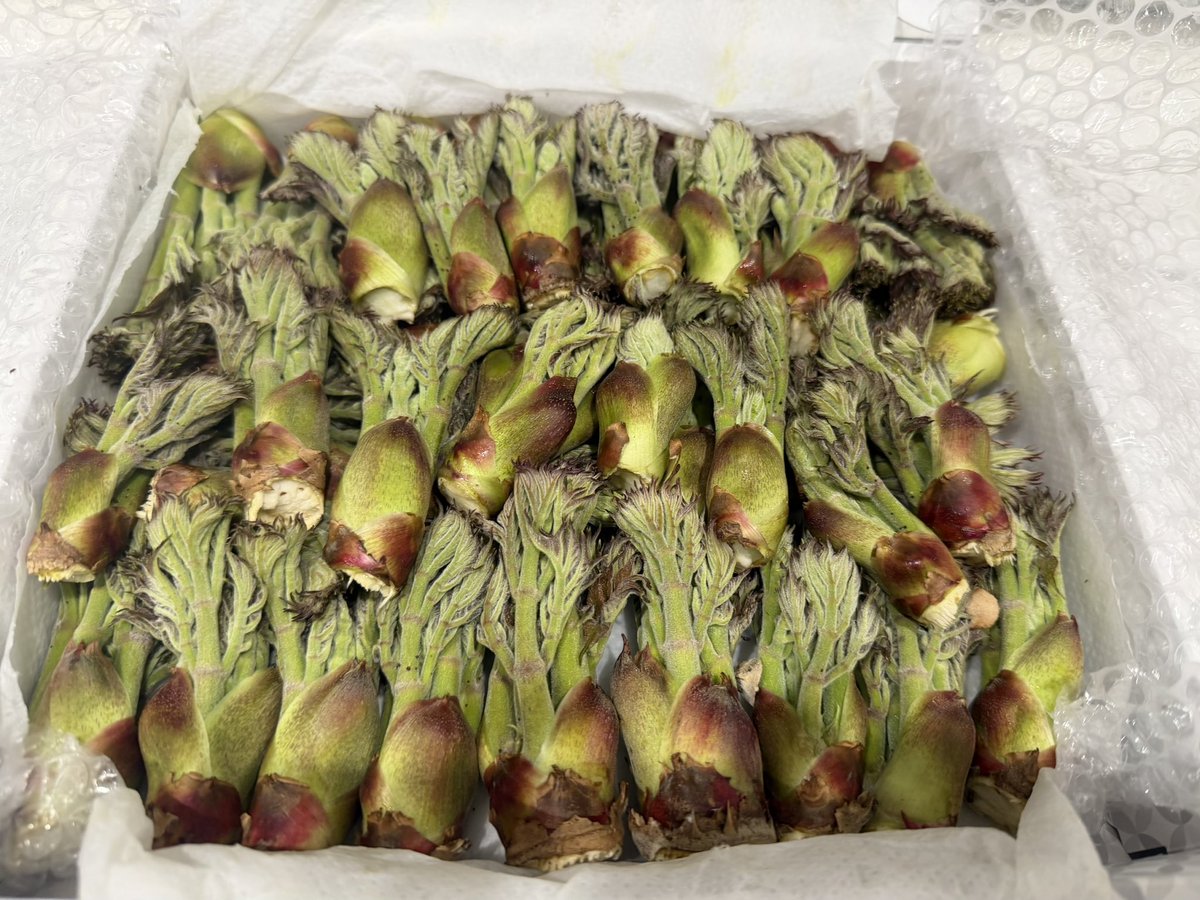 ゆきはくママ tweet media