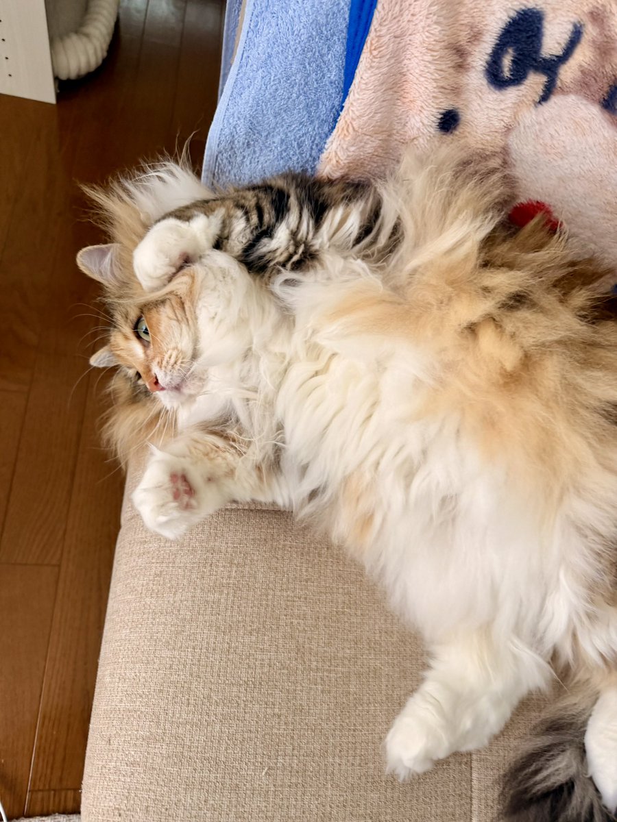 レオと3匹の猫ﾁｬﾝ tweet media