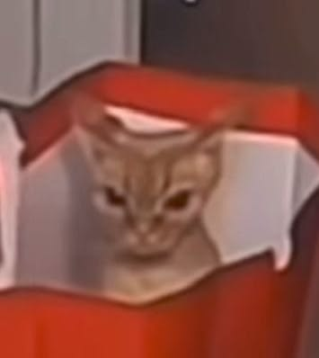 CarpinchoPB tweet media